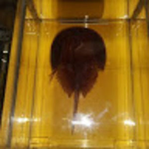 Meet your Posher, Noah